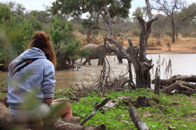 Safari am Wasserloch - Person mit Blick auf mehrere Elefanten. wildlife